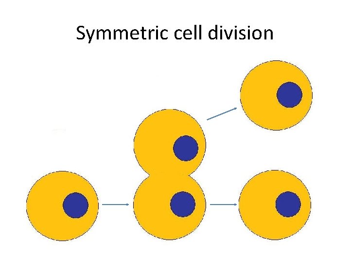 Symmetric cell division 