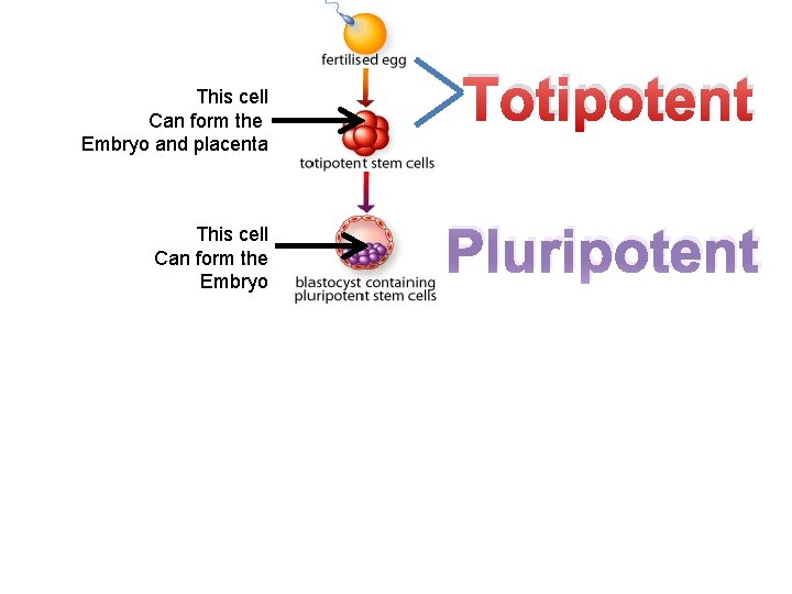 This cell Can form the Embryo and placenta This cell Can form the Embryo