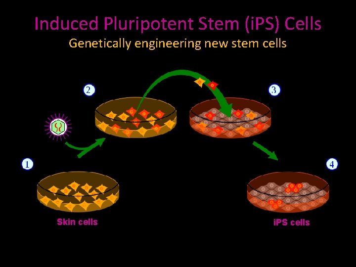 Induced Pluripotent Stem (i. PS) Cells Genetically engineering new stem cells Skin cells i.