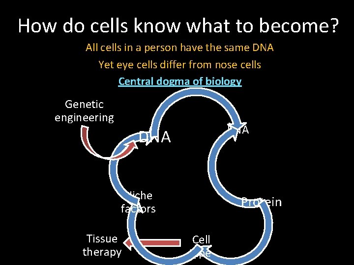 How do cells know what to become? All cells in a person have the