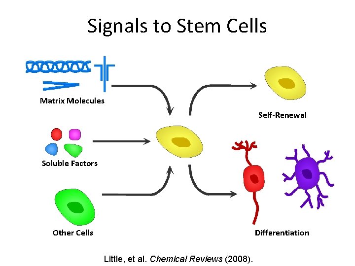 Signals to Stem Cells Matrix Molecules Self-Renewal Soluble Factors Other Cells Differentiation Little, et