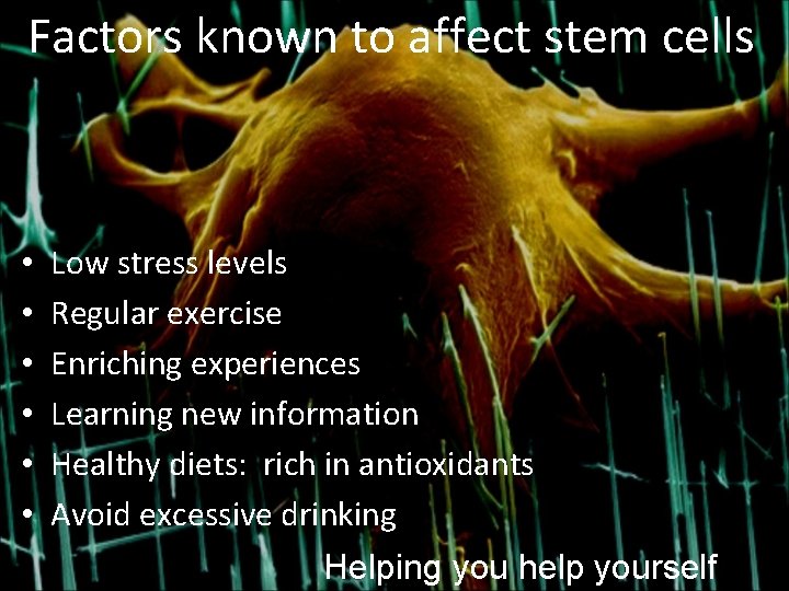 Factors known to affect stem cells • • • Low stress levels Regular exercise