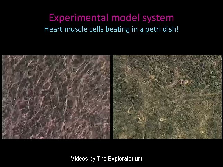 Experimental model system Heart muscle cells beating in a petri dish! Videos by The