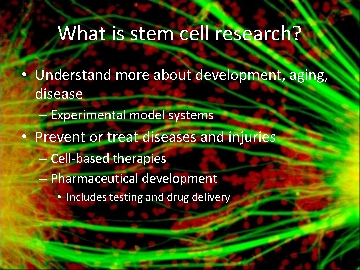 What is stem cell research? • Understand more about development, aging, disease – Experimental