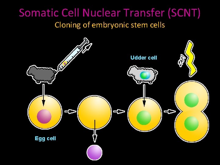 Somatic Cell Nuclear Transfer (SCNT) Cloning of embryonic stem cells Udder cell Egg cell
