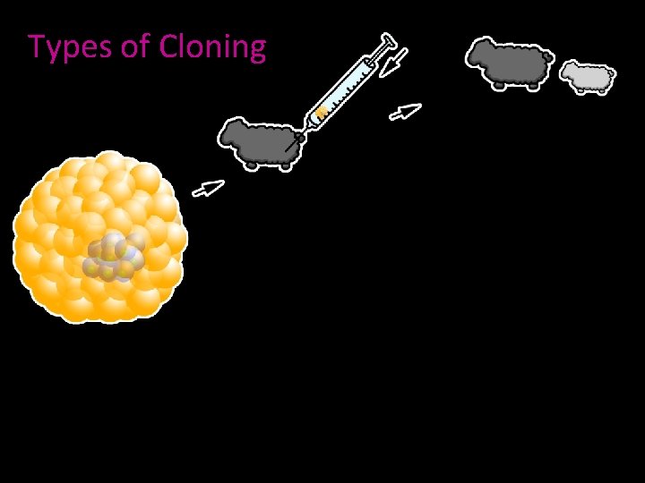 Types of Cloning 