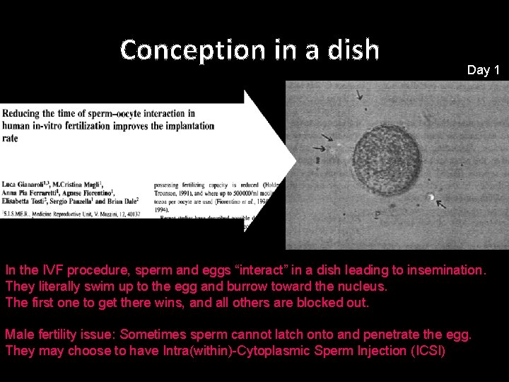 Conception in a dish Day 1 In the IVF procedure, sperm and eggs “interact”