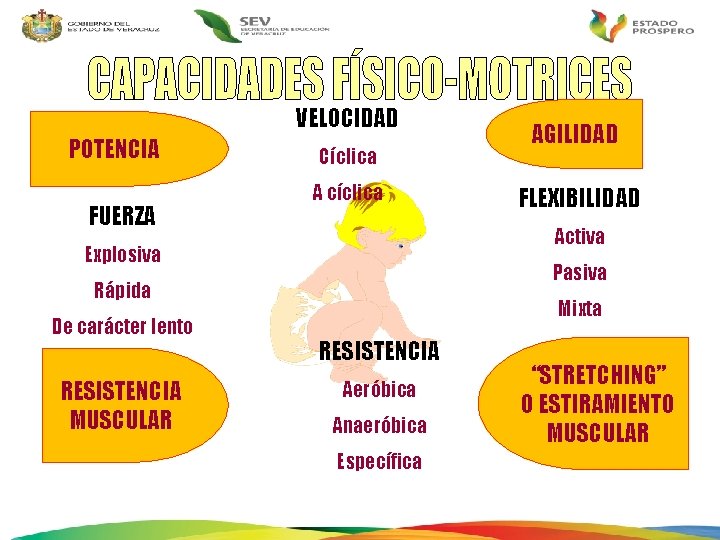 VELOCIDAD POTENCIA FUERZA Cíclica A cíclica Pasiva Rápida RESISTENCIA MUSCULAR FLEXIBILIDAD Activa Explosiva De