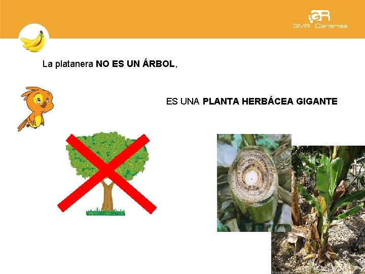 La platanera NO ES UN ÁRBOL, ES UNA PLANTA HERBÁCEA GIGANTE 