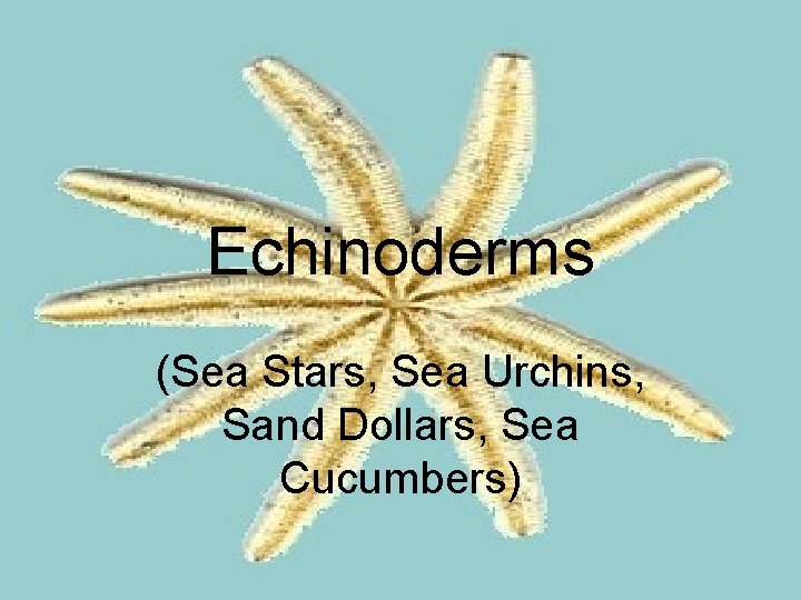 Echinoderms (Sea Stars, Sea Urchins, Sand Dollars, Sea Cucumbers) 