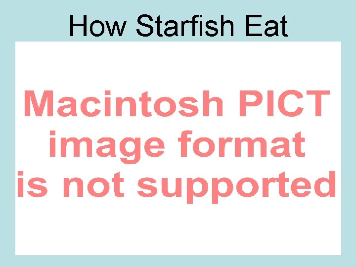 How Starfish Eat 
