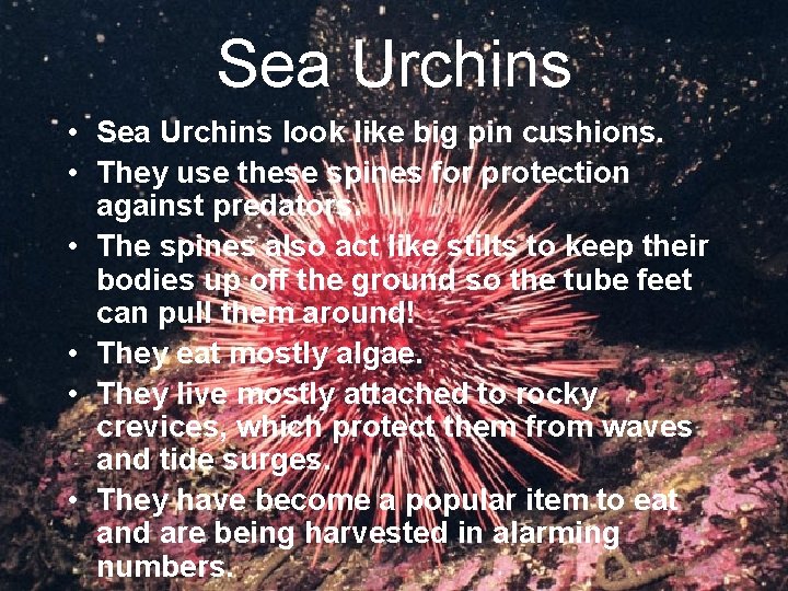 Sea Urchins • Sea Urchins look like big pin cushions. • They use these