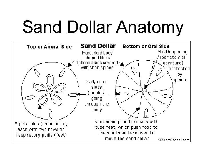 Sand Dollar Anatomy 