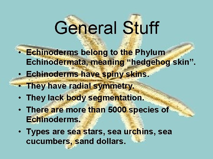 General Stuff • Echinoderms belong to the Phylum Echinodermata, meaning “hedgehog skin”. • Echinoderms