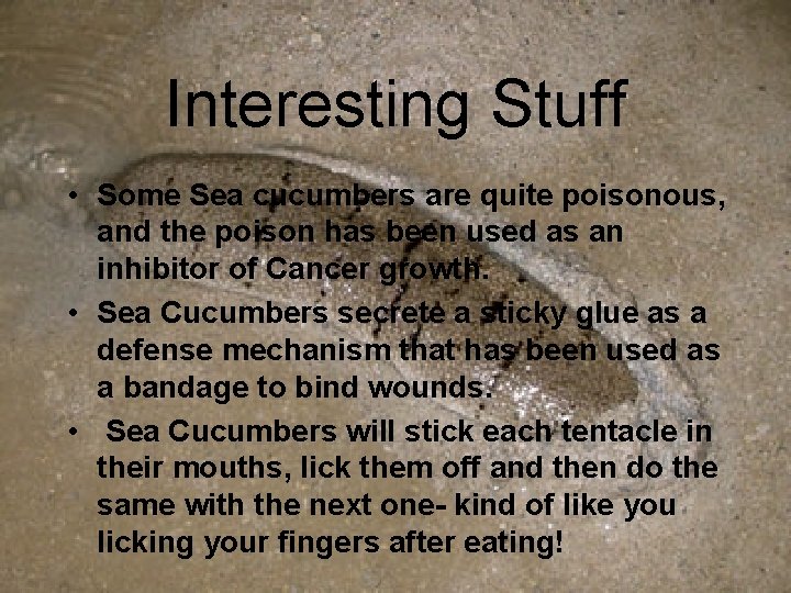 Interesting Stuff • Some Sea cucumbers are quite poisonous, and the poison has been