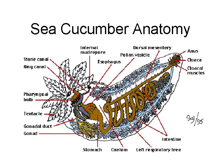 Sea Cucumber Anatomy 