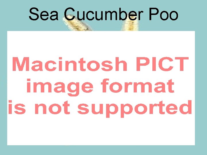 Sea Cucumber Poo 