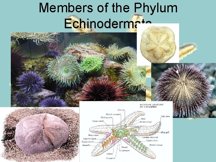 Members of the Phylum Echinodermata 