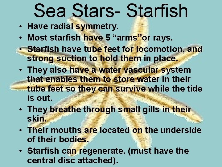 Sea Stars- Starfish • Have radial symmetry. • Most starfish have 5 “arms”or rays.