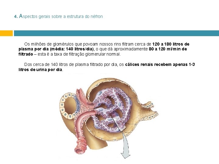 4. Aspectos gerais sobre a estrutura do néfron Os milhões de glomérulos que povoam