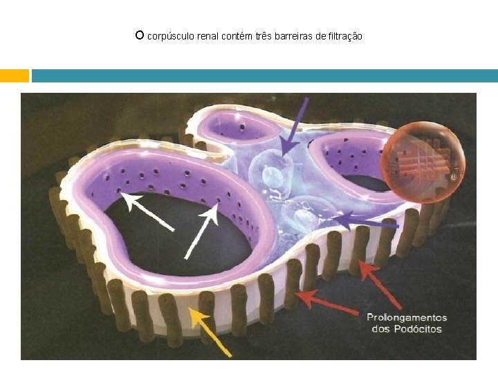 O corpúsculo renal contém três barreiras de filtração 