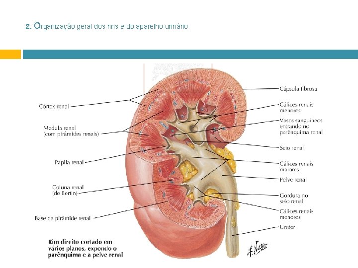 2. Organização geral dos rins e do aparelho urinário 