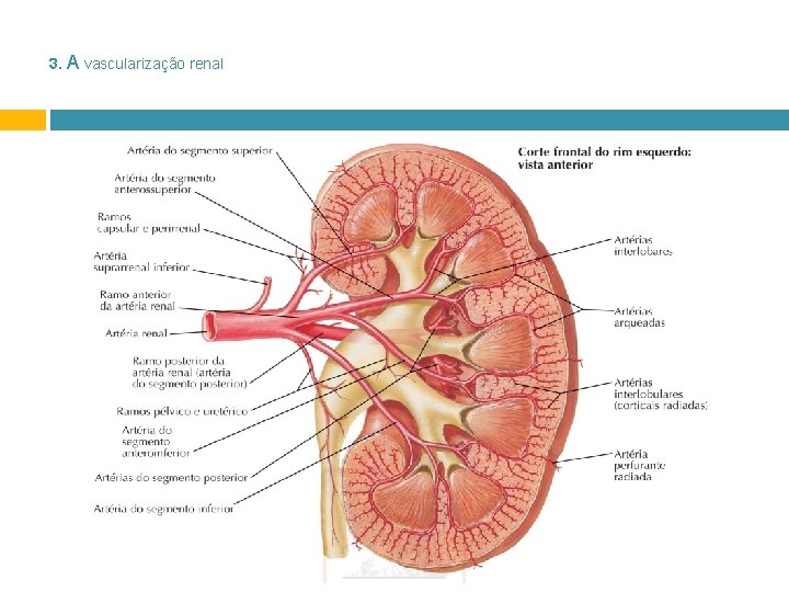 3. A vascularização renal 