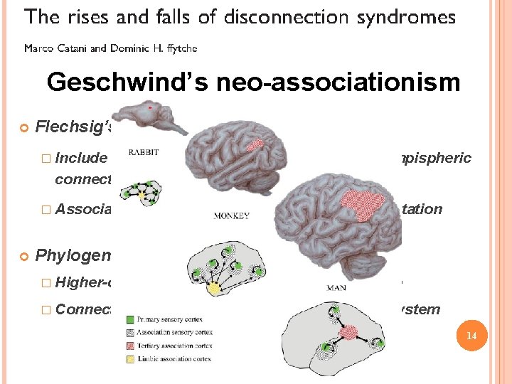 Geschwind’s neo-associationism Flechsig’s rule � Include sensory and motor cortices and interhempispheric connections �
