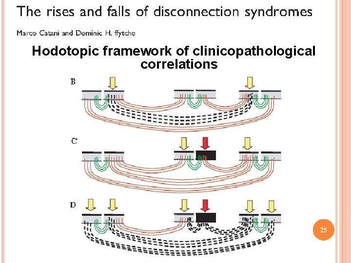 Hodotopic framework of clinicopathological correlations 25 