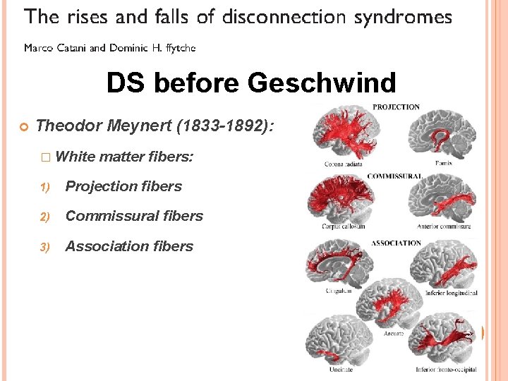 DS before Geschwind Theodor Meynert (1833 -1892): � White matter fibers: 1) Projection fibers