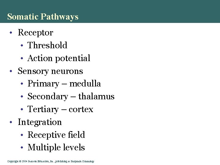 Somatic Pathways • Receptor • Threshold • Action potential • Sensory neurons • Primary