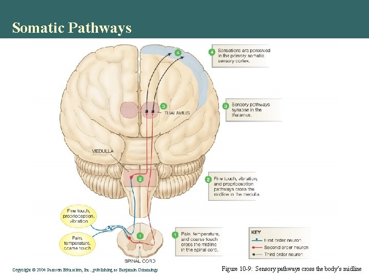 Somatic Pathways Copyright © 2004 Pearson Education, Inc. , publishing as Benjamin Cummings Figure