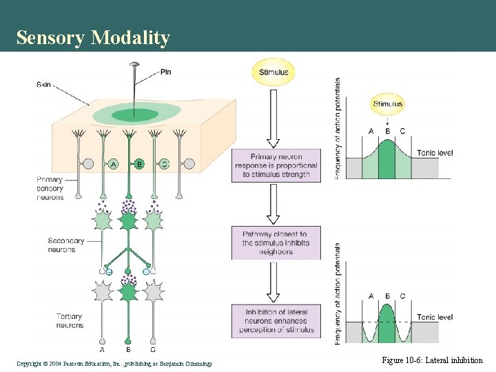 Sensory Modality Copyright © 2004 Pearson Education, Inc. , publishing as Benjamin Cummings Figure