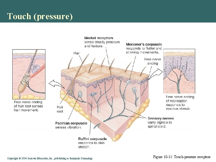 Touch (pressure) Copyright © 2004 Pearson Education, Inc. , publishing as Benjamin Cummings Figure