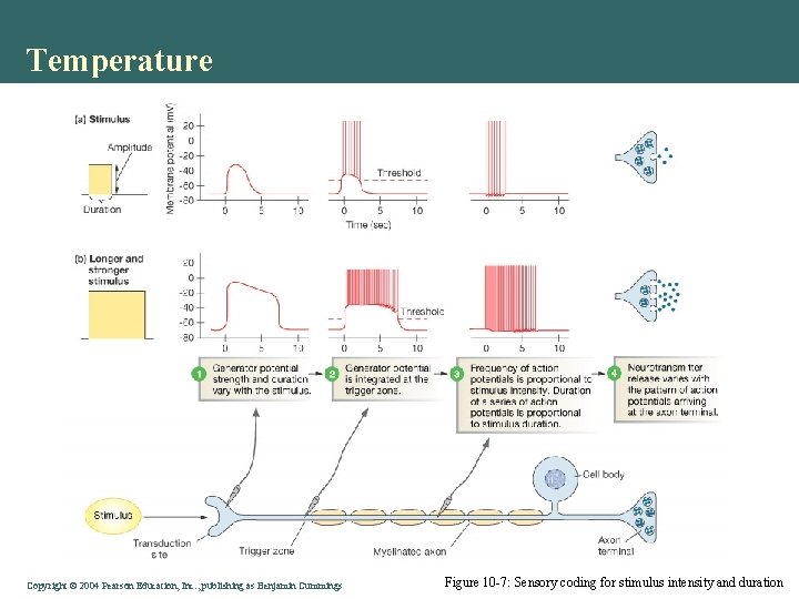 Temperature Copyright © 2004 Pearson Education, Inc. , publishing as Benjamin Cummings Figure 10