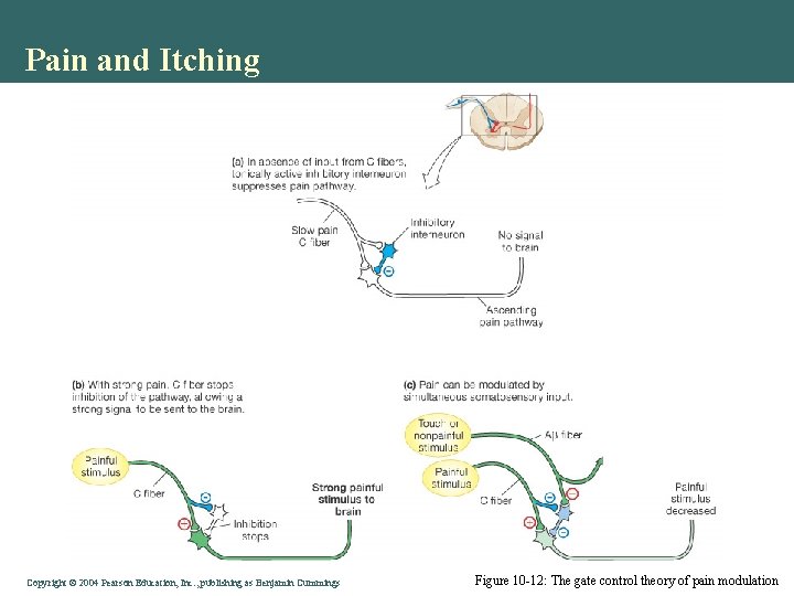 Pain and Itching Copyright © 2004 Pearson Education, Inc. , publishing as Benjamin Cummings