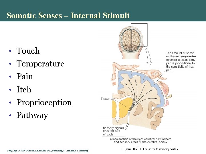 Somatic Senses – Internal Stimuli • Touch • Temperature • Pain • Itch •