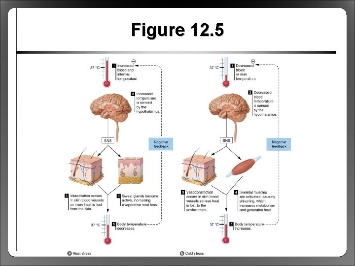 Figure 12. 5 