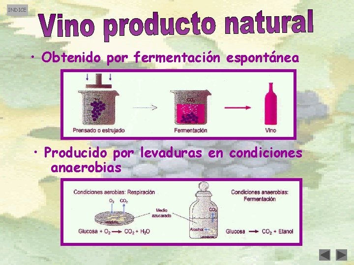 INDICE • Obtenido por fermentación espontánea • Producido por levaduras en condiciones anaerobias 