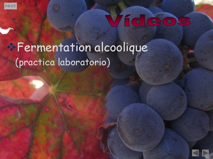 INDICE v. Fermentation alcoolique (practica laboratorio) INDICE v. Fermentation alcoolique (practica laboratorio)