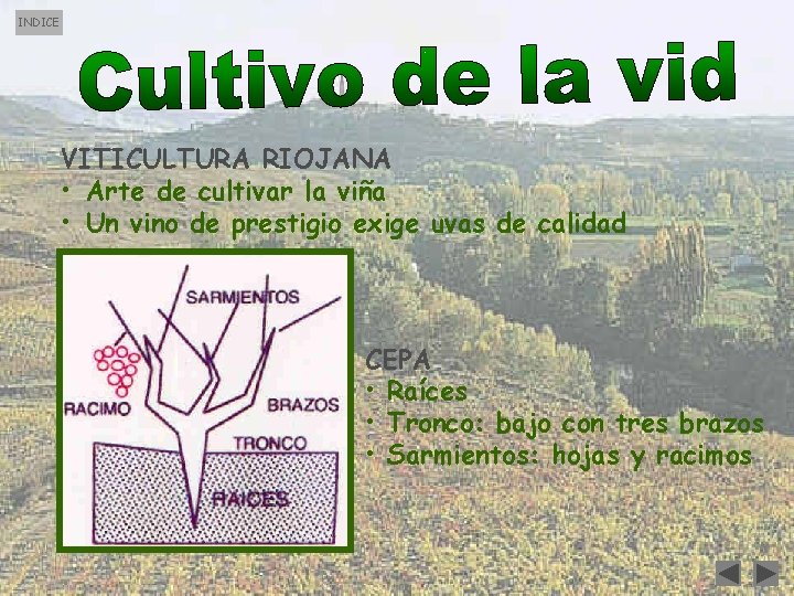 INDICE VITICULTURA RIOJANA • Arte de cultivar la viña • Un vino de prestigio