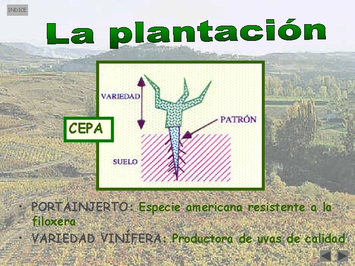 INDICE CEPA • PORTAINJERTO: Especie americana resistente a la filoxera • VARIEDAD VINÍFERA: Productora