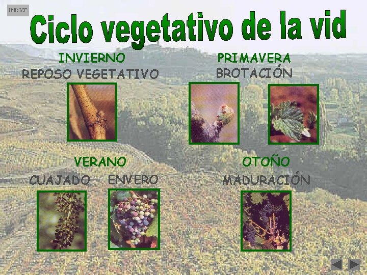 INDICE INVIERNO REPOSO VEGETATIVO PRIMAVERA BROTACIÓN VERANO CUAJADO ENVERO OTOÑO MADURACIÓN INDICE INVIERNO REPOSO VEGETATIVO PRIMAVERA BROTACIÓN VERANO CUAJADO ENVERO OTOÑO MADURACIÓN