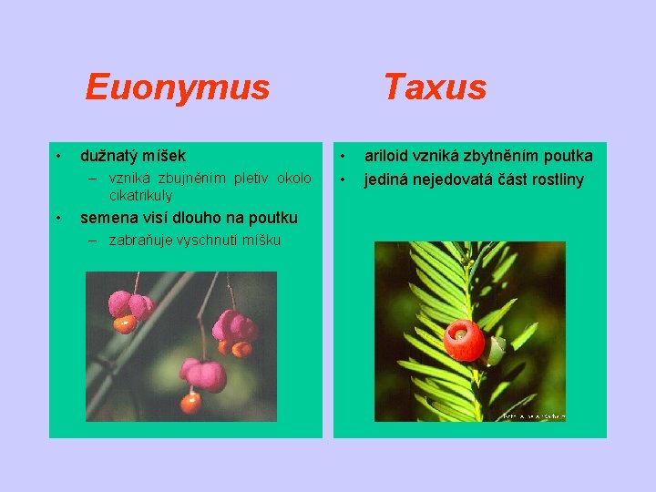 Euonymus • dužnatý míšek – vzniká zbujněním pletiv okolo cikatrikuly • semena visí dlouho