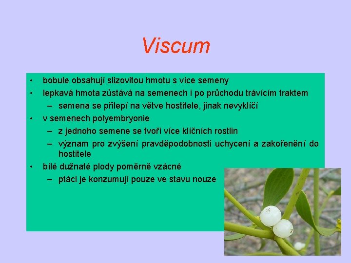 Viscum • • bobule obsahují slizovitou hmotu s více semeny lepkavá hmota zůstává na