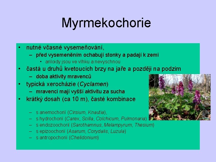 Myrmekochorie • nutné včasné vysemeňování, – před vysemeněním ochabují stonky a padají k zemi