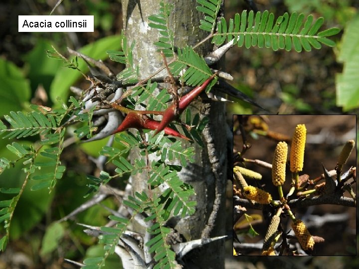 Acacia collinsii 