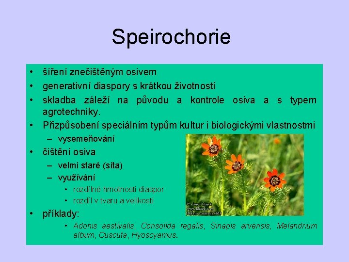 Speirochorie • šíření znečištěným osivem • generativní diaspory s krátkou životností • skladba záleží