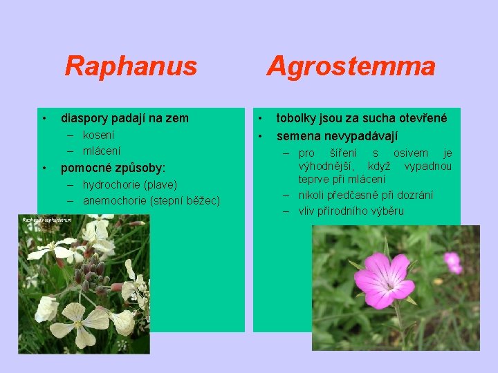 Raphanus • diaspory padají na zem – kosení – mlácení • pomocné způsoby: –