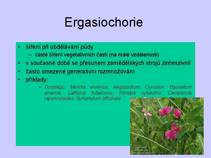 Ergasiochorie • šíření při obdělávání půdy – časté šíření vegetativních částí (na malé vzdálenosti)